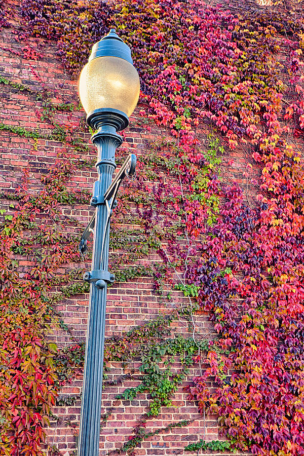 Colorful Ivy and Lamppost I Photograph by Dan Carmichael