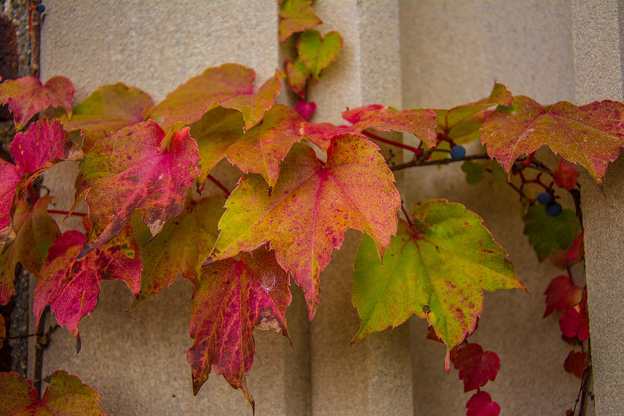 Colorful Ivy Photograph by Pravin  Sitaraman