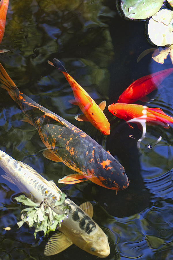 Colorful Koi Photograph by Kathy Clark