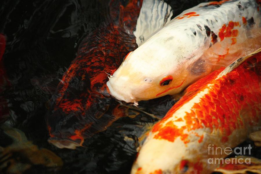 Colorful Koi Photograph by Veronica Batterson