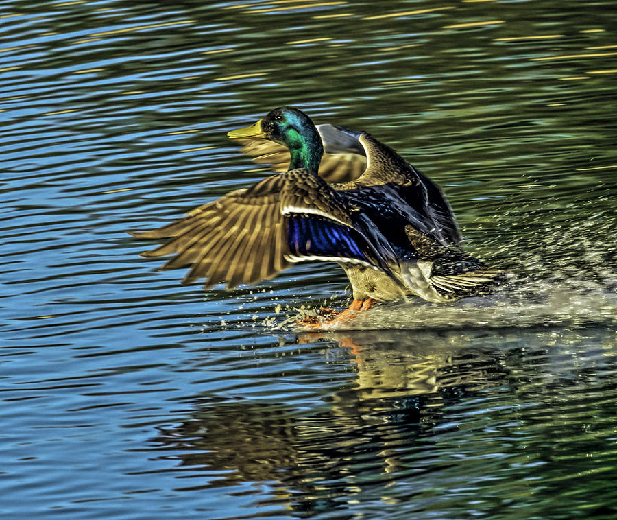 Colorful Landing Photograph by George Davidson