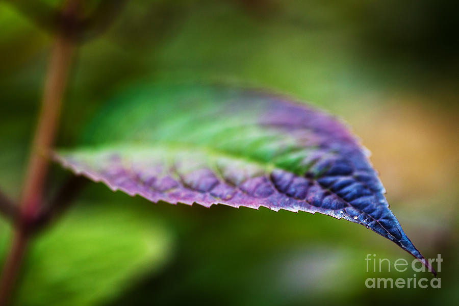 Nature Photograph - Colorful Leaf by Andrea Gingerich