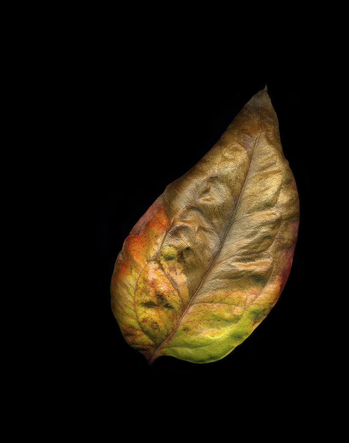 Colorful Leaf Photograph by Gary Regulski