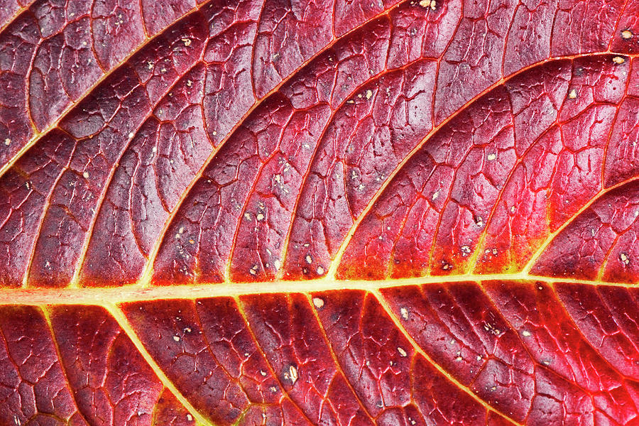 Colorful Leaf Photograph by Georg Hanf