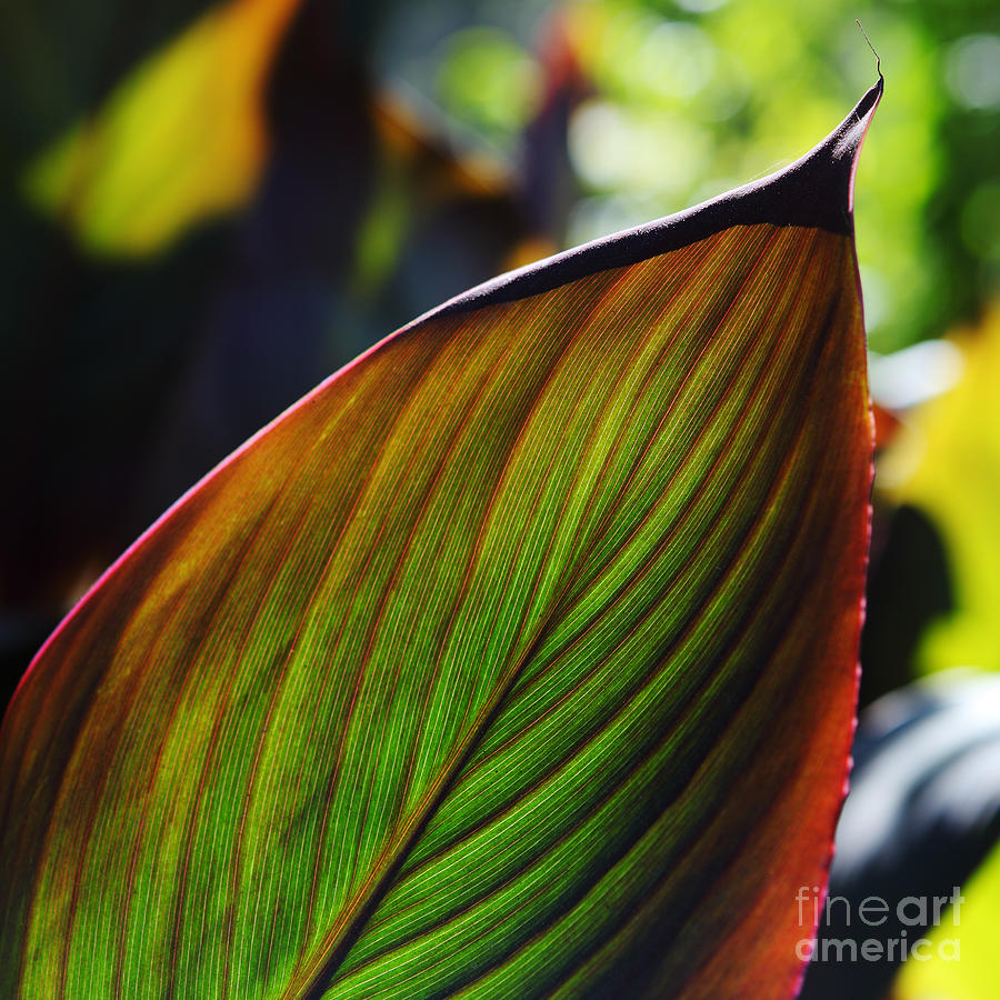 Colorful leaf Photograph by Nicholas Burningham