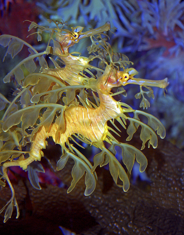 Colorful Leafy Sea Dragons Photograph by Donna Proctor