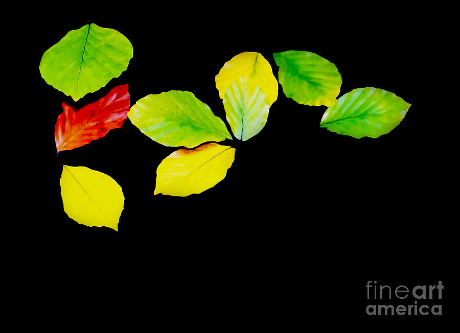 Colorful leaves Photograph by Ingela Christina Rahm
