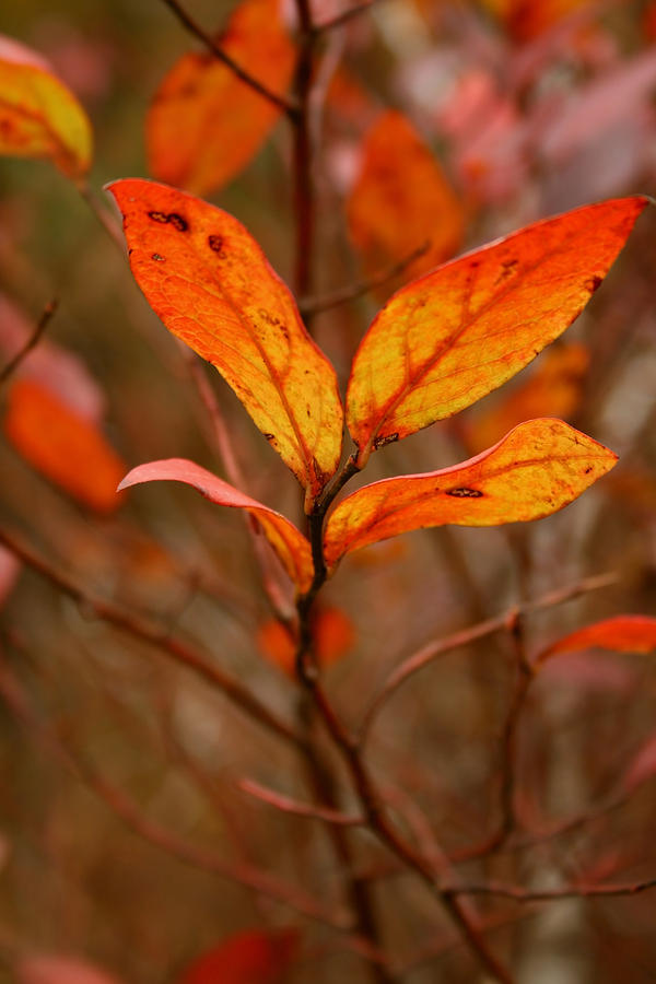 Fall Photograph - Colorful Leaves by Karen Harrison Brown