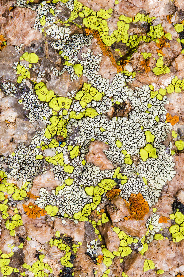 Colorful Lichen on Granite Photograph by Steven Schwartzman