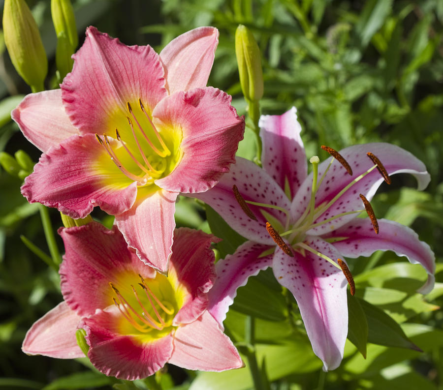 Colorful Lilies Abound Photograph by Kathy Clark - Fine Art America