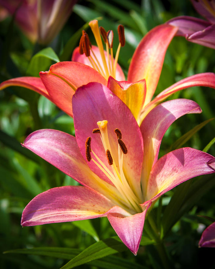 Colorful Lilies Photograph by Lynne Jenkins