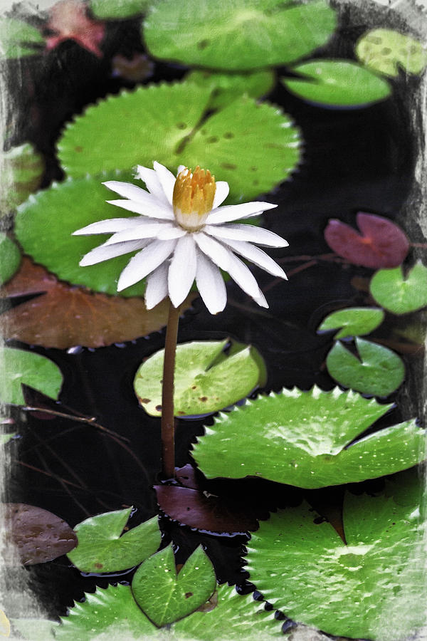 Flower Digital Art - Colorful Lily Pads 3 by Patrick Lynch