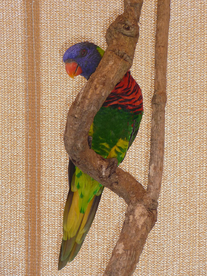 Colorful Lorikeet ll Photograph by Margie Avellino