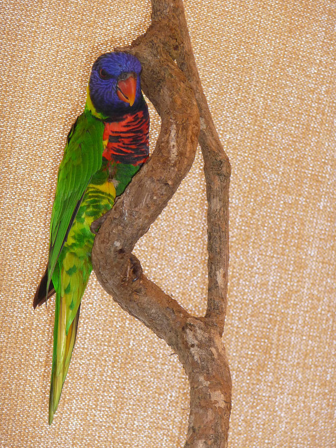 Colorful Lorikeet  Photograph by Margie Avellino