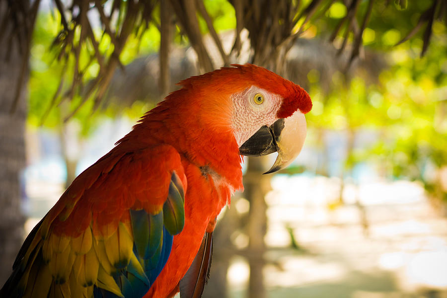 Colorful Macaw Photograph by Anthony Doudt