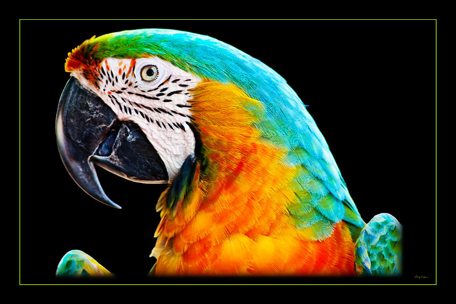Macaw Photograph - Colorful Macaw Parrot Portrait by Gary Cain