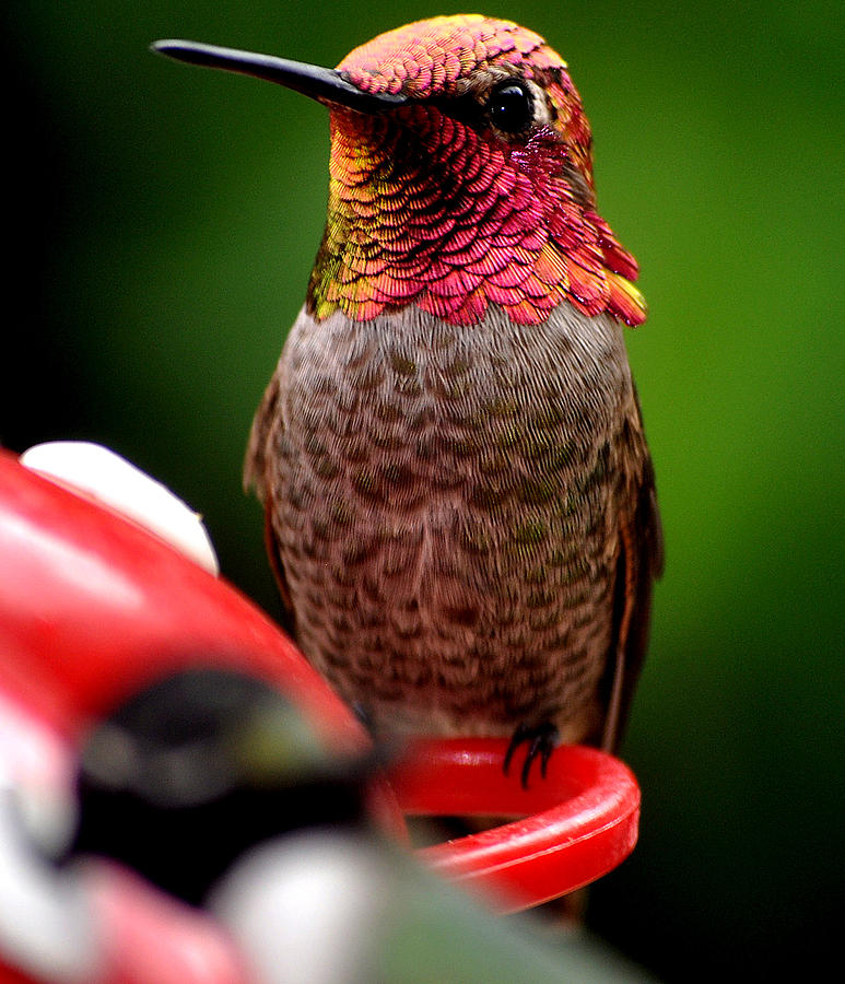 Colorful Male Anna Hummingbird On Perch Photograph by Jay Milo