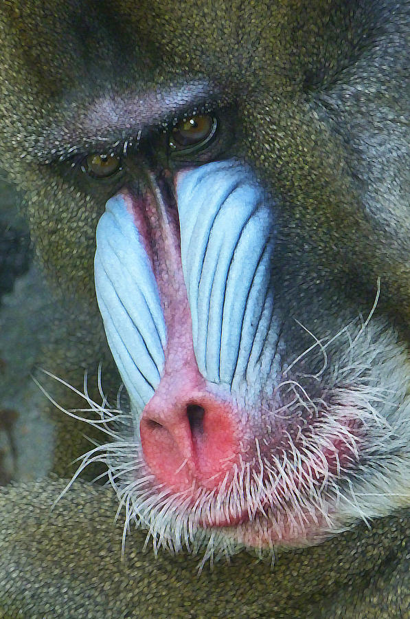 Colorful Male Mandrill Photograph by Margaret Saheed