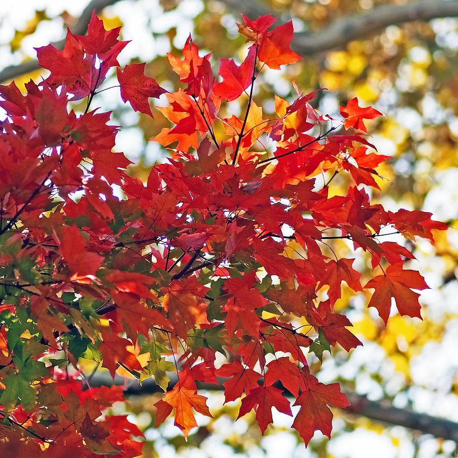 Fall Photograph - Colorful Maple Leaves by Rona Black
