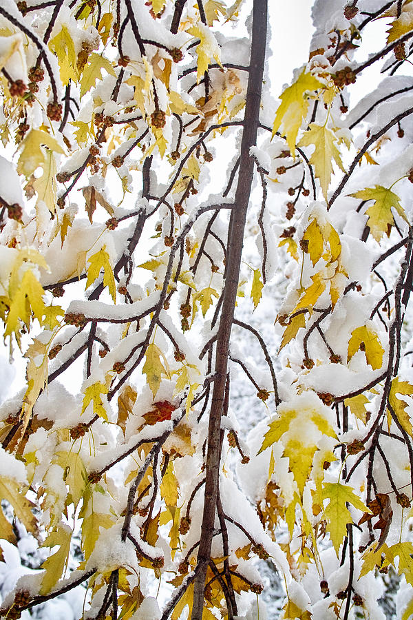 Colorful Maple Tree Branches In The Snow    Photograph by James BO Insogna