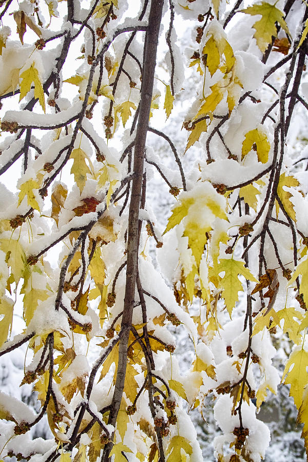 Colorful Maple Tree Branches In The Snow  2 Photograph by James BO Insogna