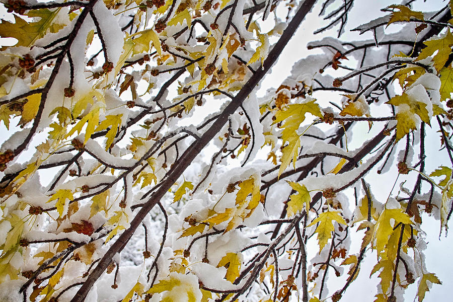 Colorful Maple Tree Branches In The Snow 3 Photograph by James BO Insogna