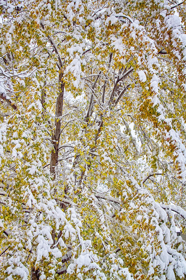 Colorful Maple Tree In The Snow 2 Photograph by James BO Insogna