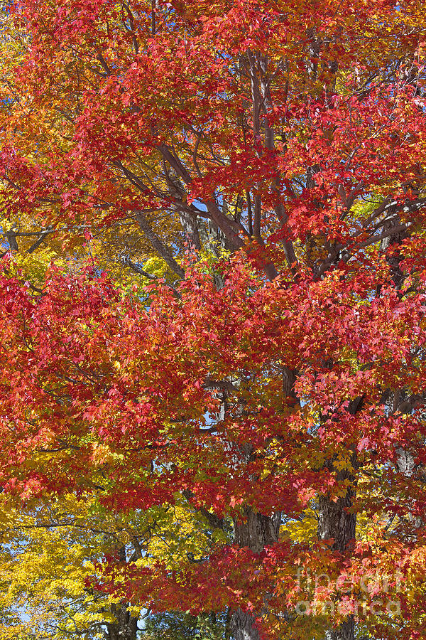 Colorful Maples Photograph by Alan L Graham
