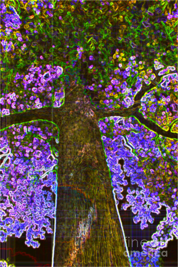Colorful MapleTree Abstract Photograph by Judy Palkimas