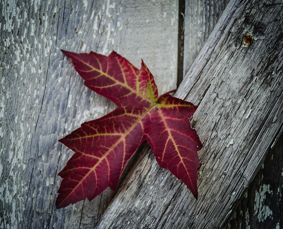 Colorful Michigan Photograph by Jason Snow - Fine Art America