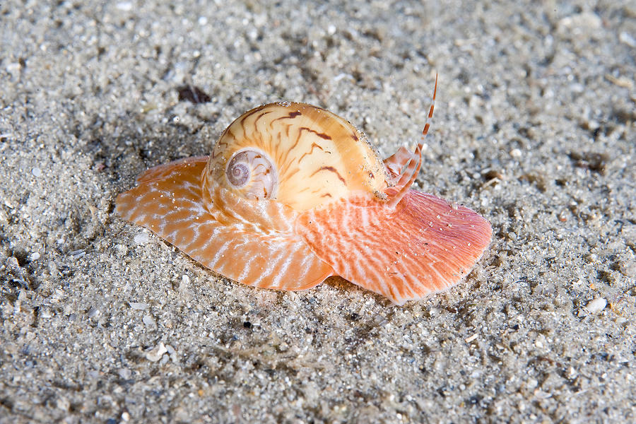 Colorful Moonsnail Photograph by Andrew J. Martinez