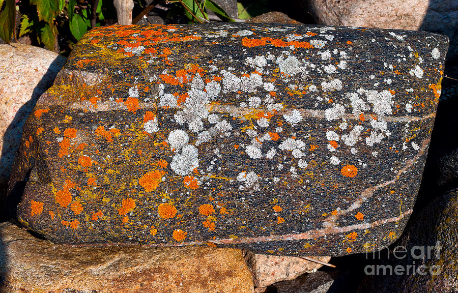 Colorful moss spots on a rock Photograph by Les Palenik