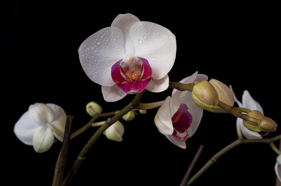 Colorful Moth Orchid Photograph by Ron White