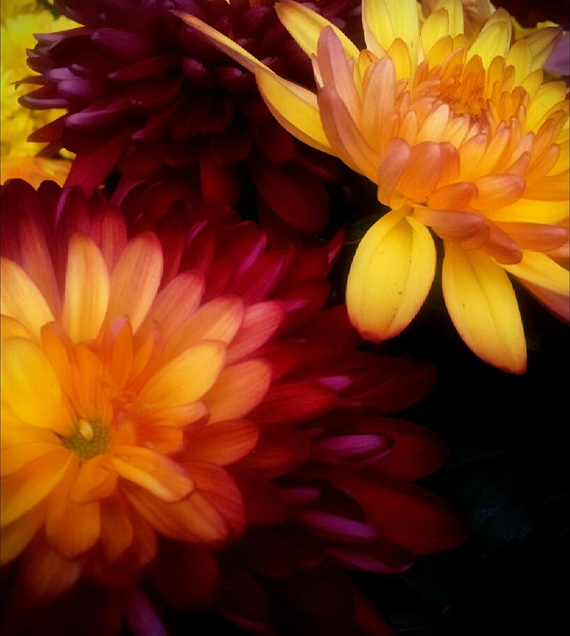 Colorful Mums Photograph by Michelle Frizzell-Thompson