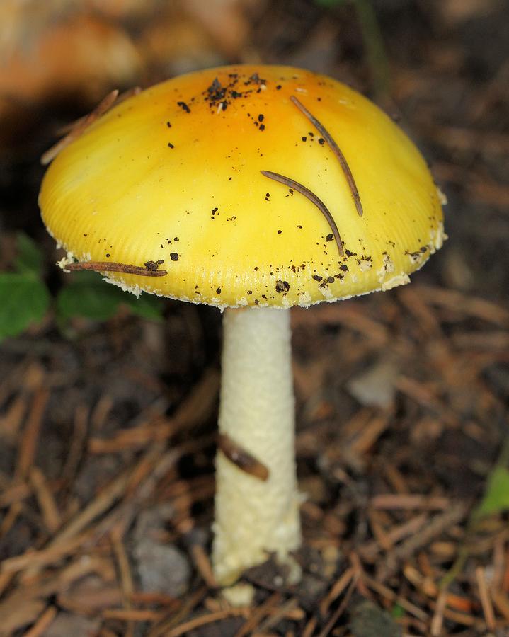 Colorful Mushroom Photograph by Doris Potter