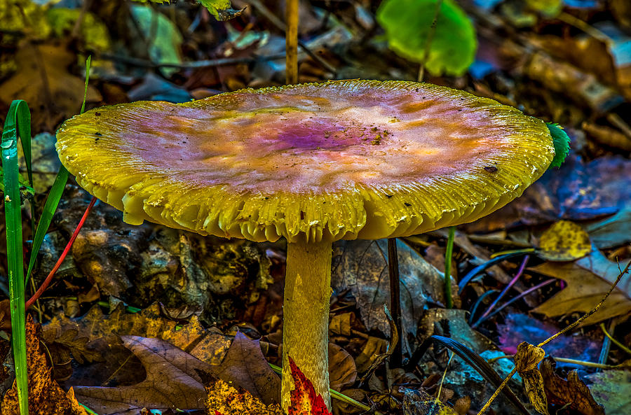 Colorful Mushroom Photograph by Paul Freidlund