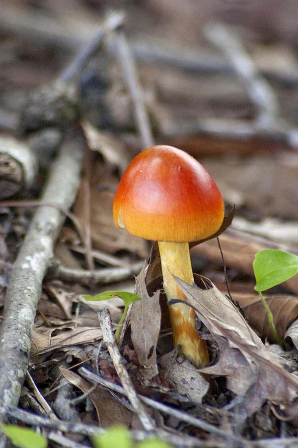 Colorful Mushroom Photograph by Robert Camp
