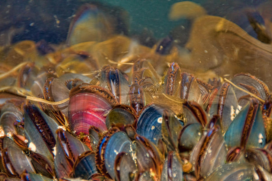 Colorful Mussel Shells Photograph by Peggy Collins