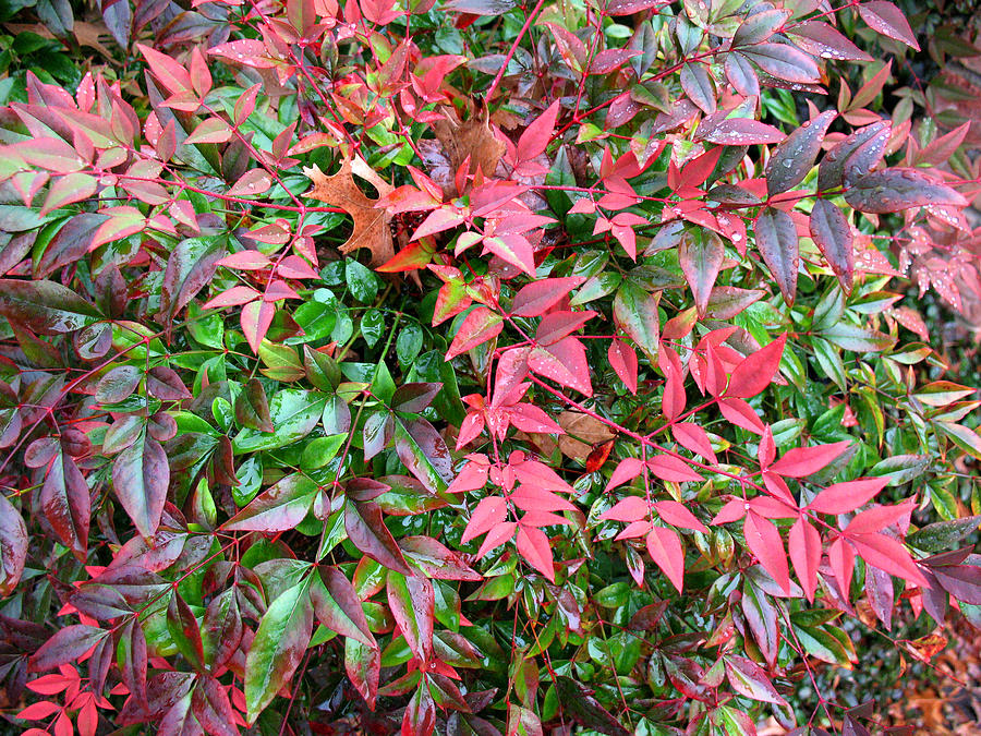 Colorful Nandina Photograph by Connie Fox