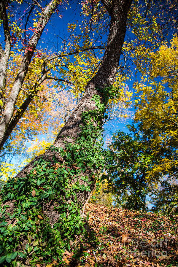 Fall Photograph - Colorful Nature by Christina Klausen