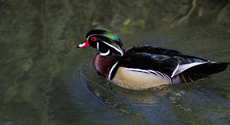 Colorful North America Wood Duck Photograph by Kathy Clark