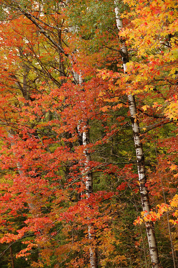 Colorful Northwoods Photograph by Gerald DeBoer