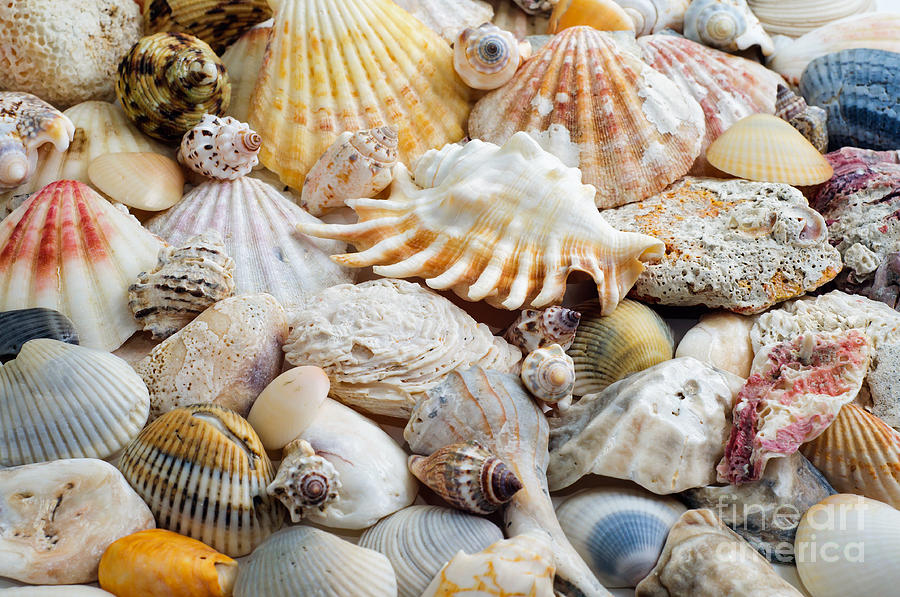 Colorful Ocean Seashells 1 Photograph by Andee Design