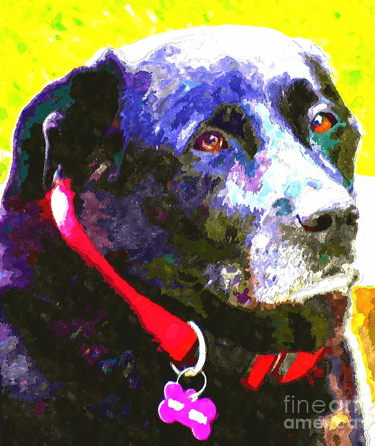 Colorful Old Dog Photograph by Barbara A Griffin