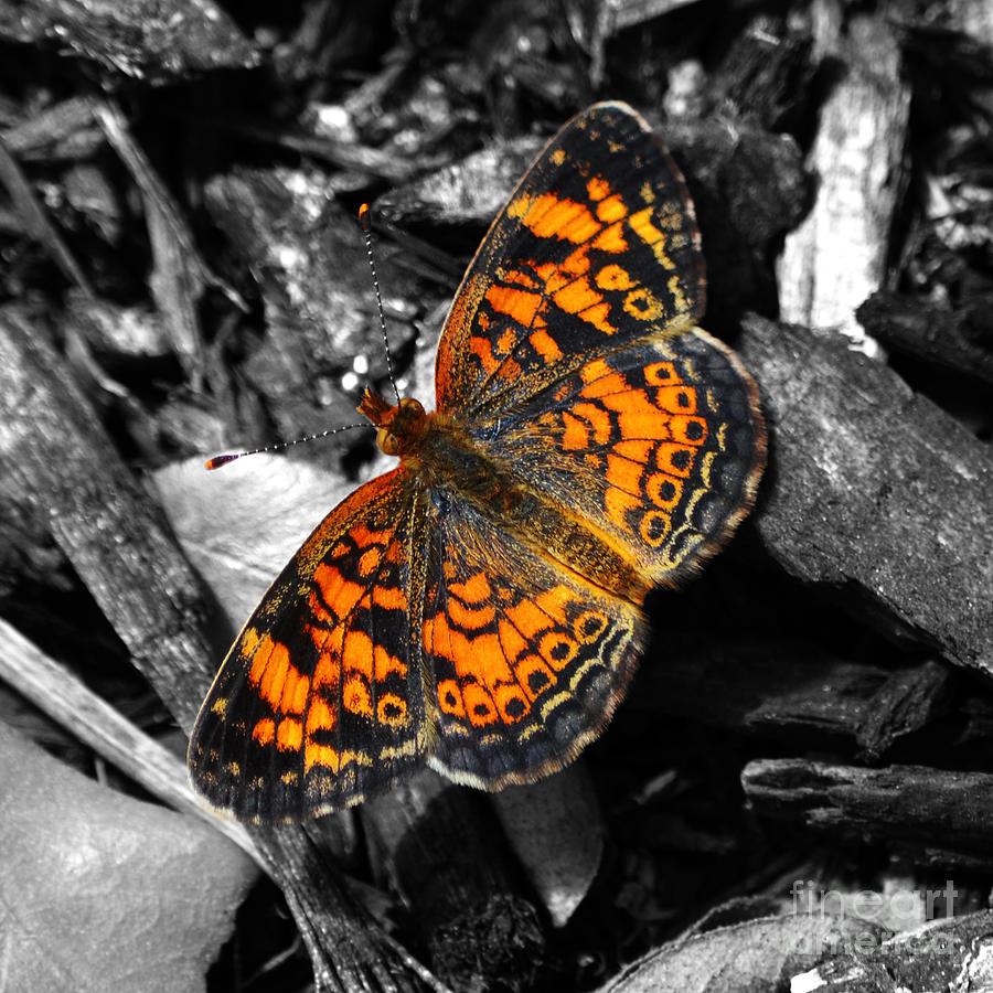 Colorful Orange Spotted Butterfly Closeup Macro Square Format Color Splash Digital Art Photograph by Shawn OBrien