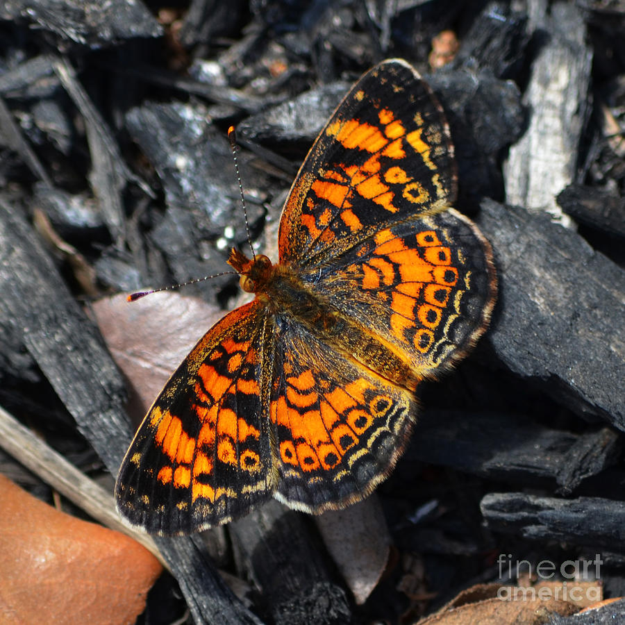 Colorful Orange Spotted Butterfly Closeup Macro Square Format Photograph by Shawn OBrien