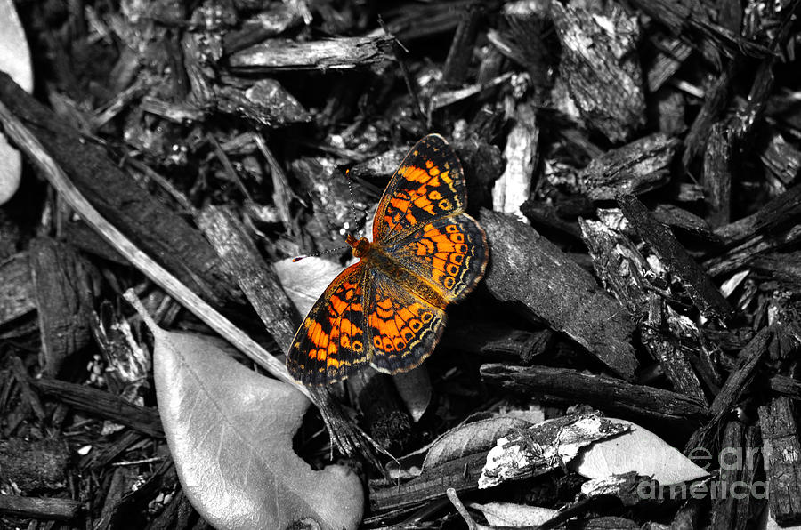 Colorful Orange Spotted Butterfly Macro Color Spash Digital Art Photograph by Shawn OBrien