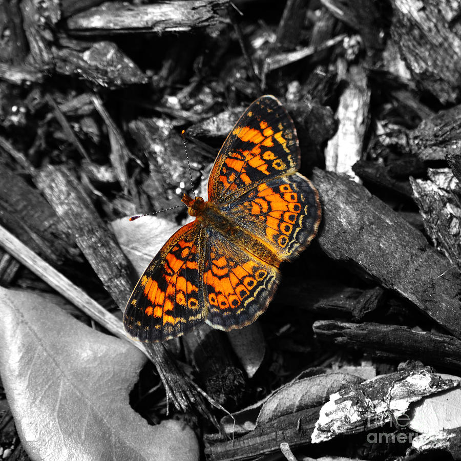 Colorful Orange Spotted Butterfly Macro Square Format Color Splash Digital Art Photograph by Shawn OBrien