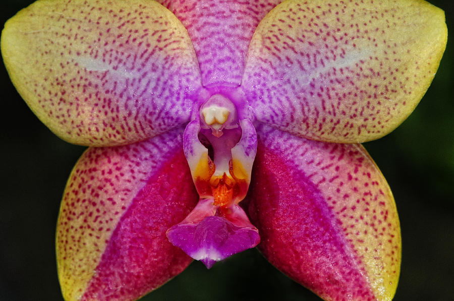 Colorful Orchid Photograph by Dave Mills