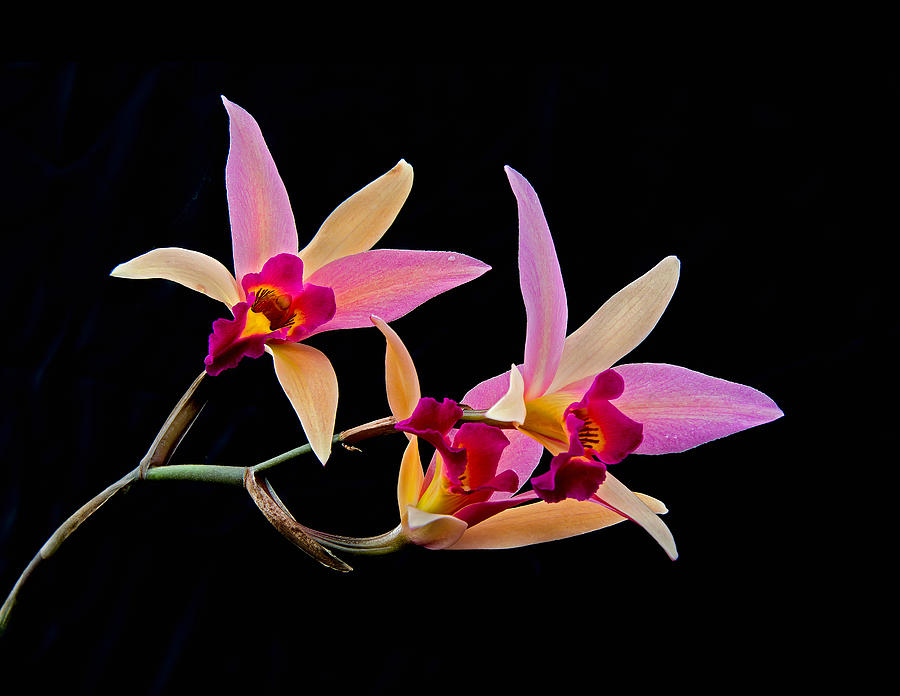 Colorful Orchid Photograph by Gary Slawsky